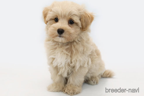 成約済の神奈川県のマルプー:マルチーズ×トイプードル-339321の1枚目